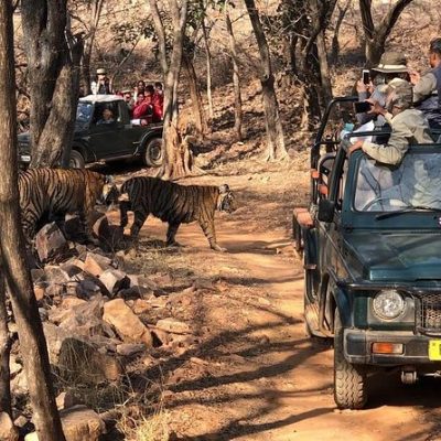 Bandhavgarh National Park