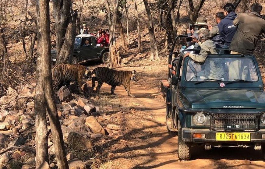 Private Full Day Trip to Ranthambore National Park