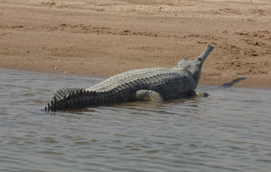 Ranthambore Fort Tour by Taxi