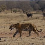 Ranthambore safari timing