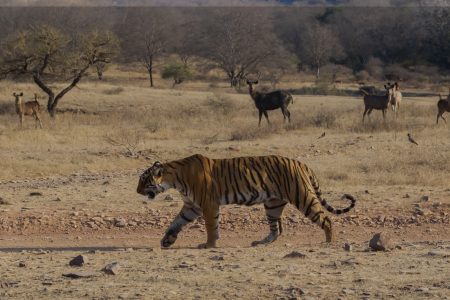 Ranthambore safari timing