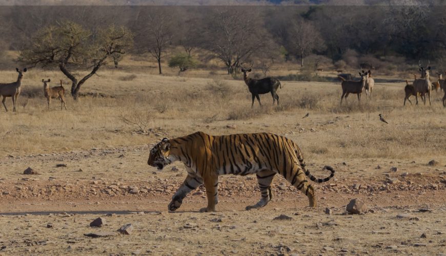 Ranthambore safari timing