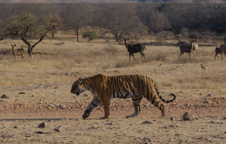 Ranthambore Fort Tour by Taxi