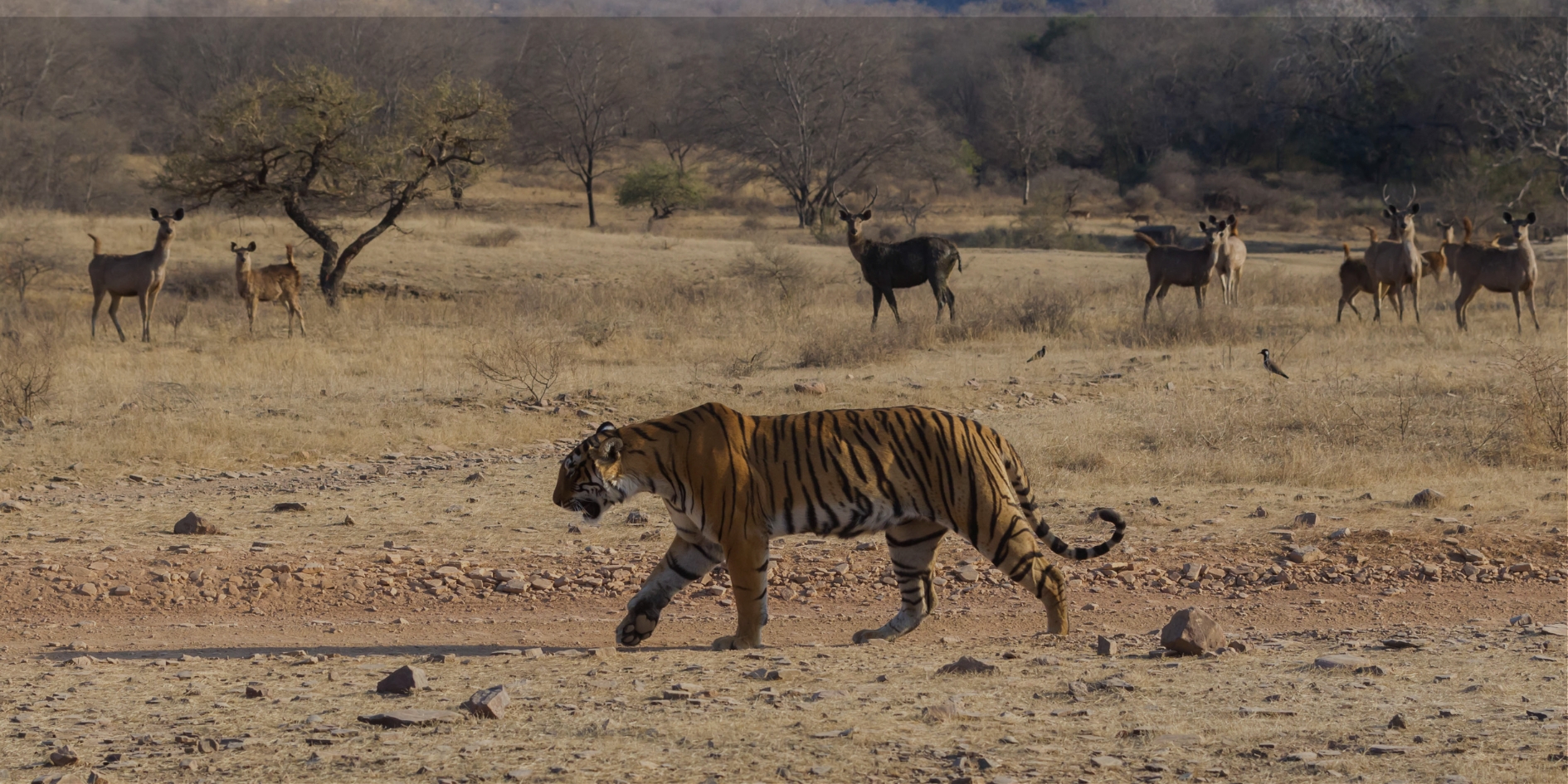 Ranthambore safari timing