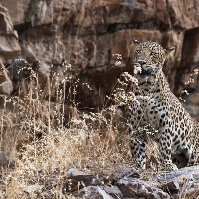 Jhalana Leopard Reserve