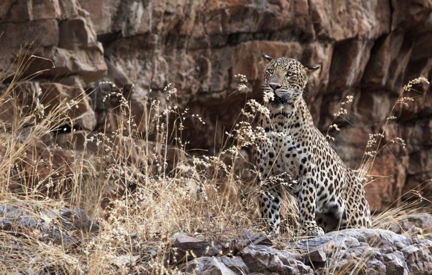 Jawai Leopard Safari
