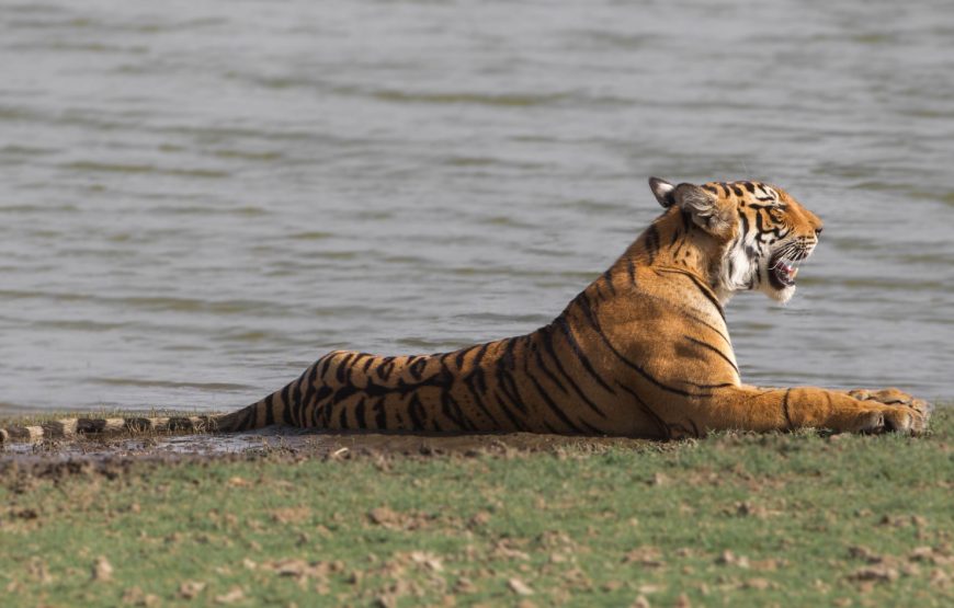 Ranthambore Safari Tour by Jeep