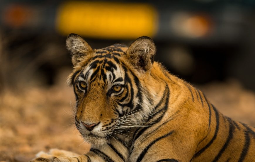Ranthambore Safari Tour by Jeep