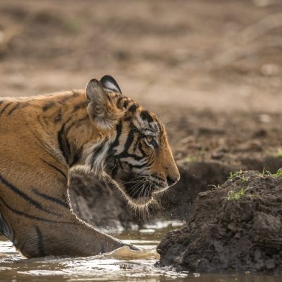 Ranthambore National Park