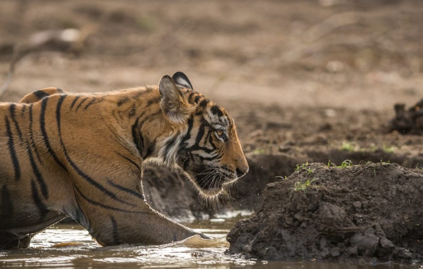 Ranthambore Safari Tour by Jeep