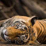 (FAQ) - Ranthambore Safari