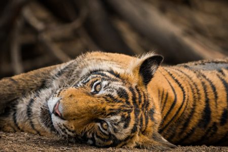 (FAQ) - Ranthambore Safari