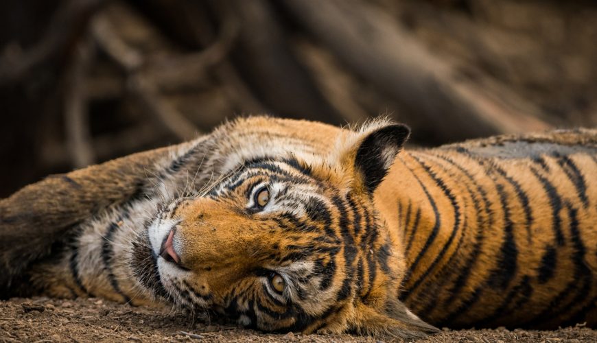 (FAQ) - Ranthambore Safari