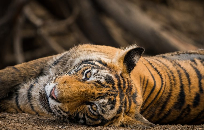 Ranthambore Fort Tour by Taxi