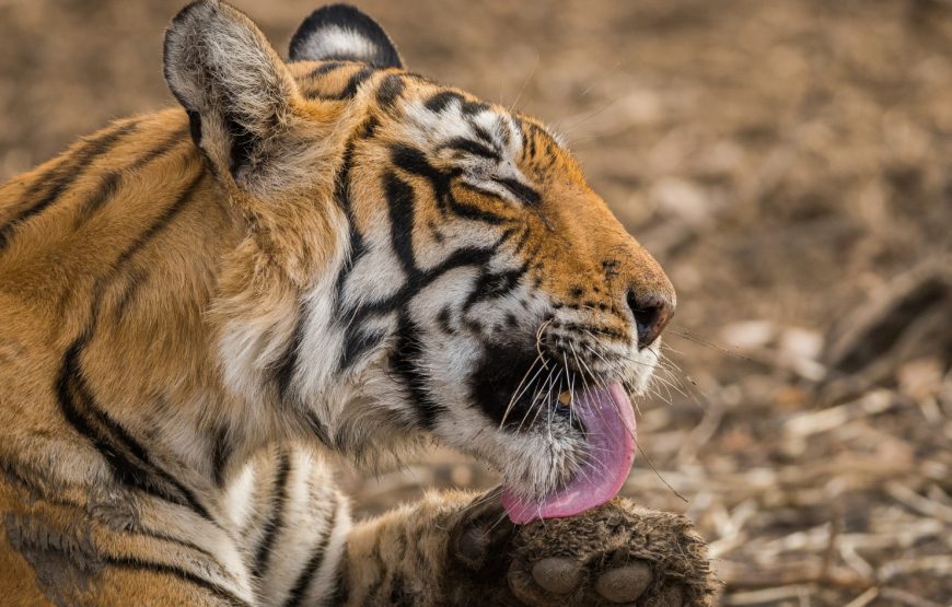 Ranthambore Fort Tour by Taxi