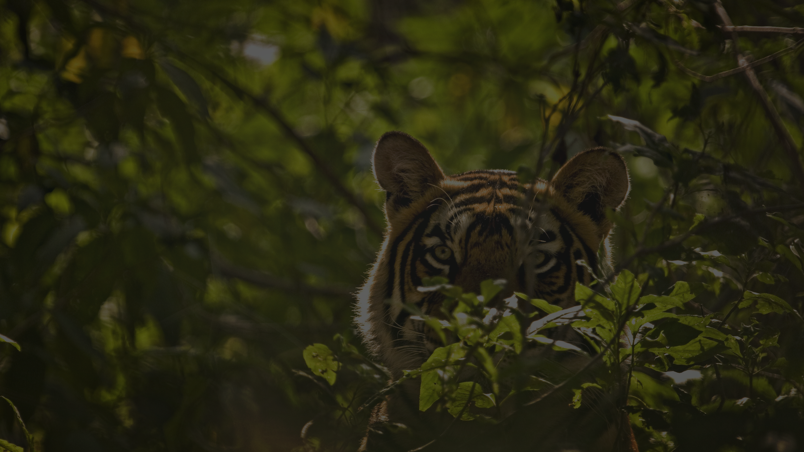 Get Your Jungle Trip