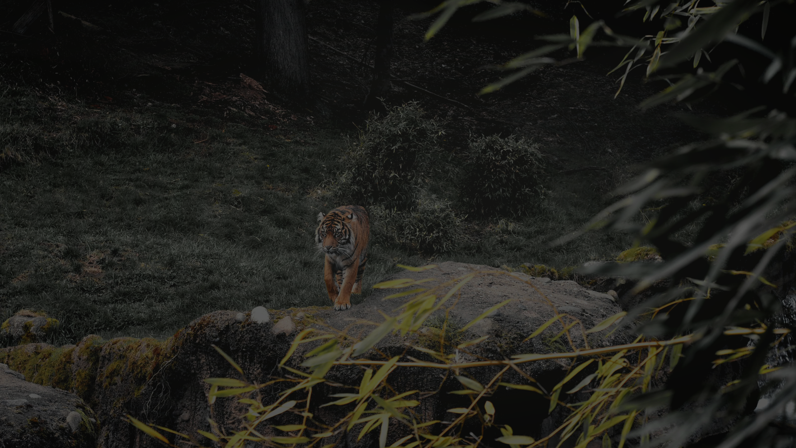 Get Your Jungle Trip
