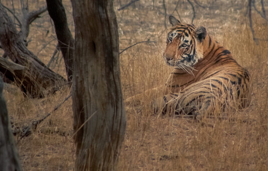 Ranthambore Fort Tour by Taxi