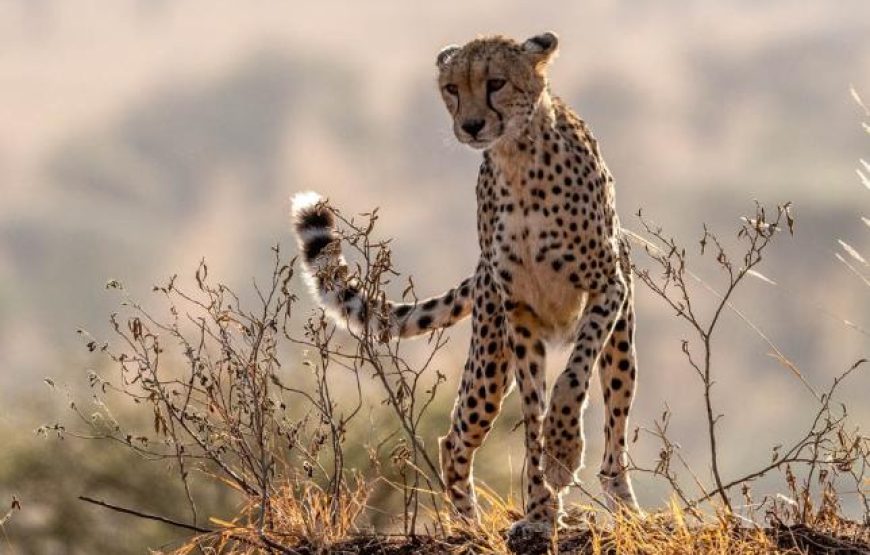 Kumbhalgarh Wildlife Sanctuary Safari