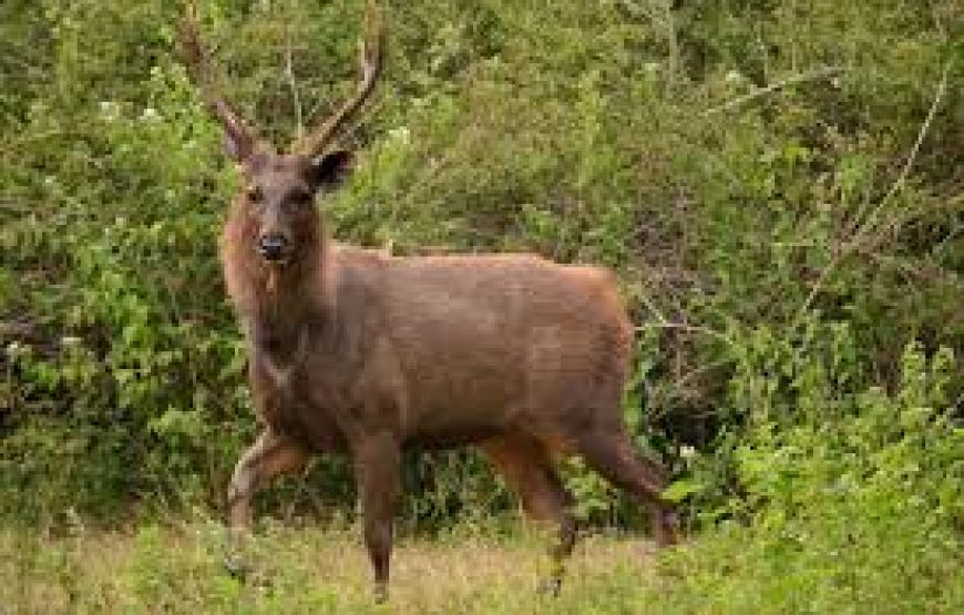 Kumbhalgarh Wildlife Sanctuary Safari