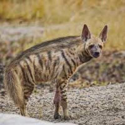 Sariska Tiger Reserve