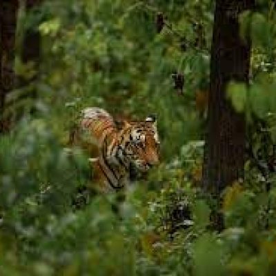 Jim Corbett National Park