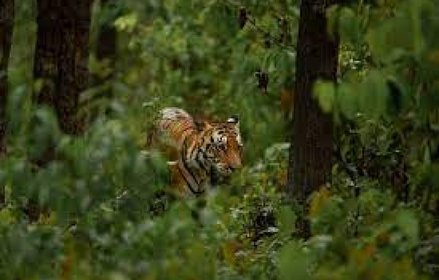 Ranthambore Safari Tour by Jeep