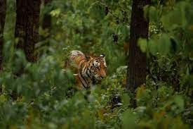 Get Your Jungle Trip