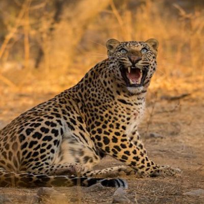Jawai Leopard Reserve