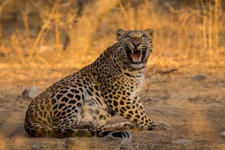 Jhalana Leopard Safari –Gypsy Experience