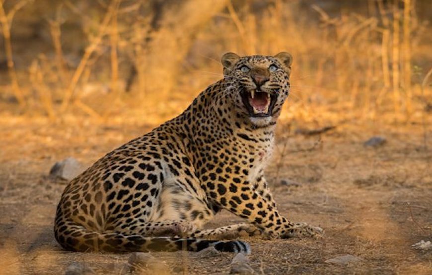 Jawai Leopard Safari