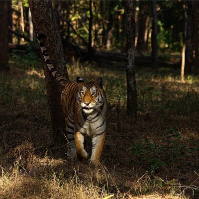Pench National Park