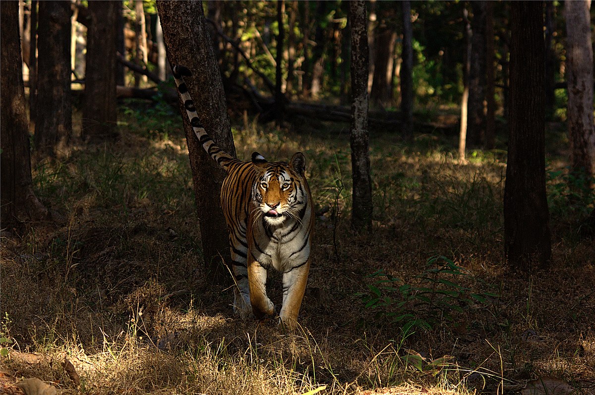 Get Your Jungle Trip