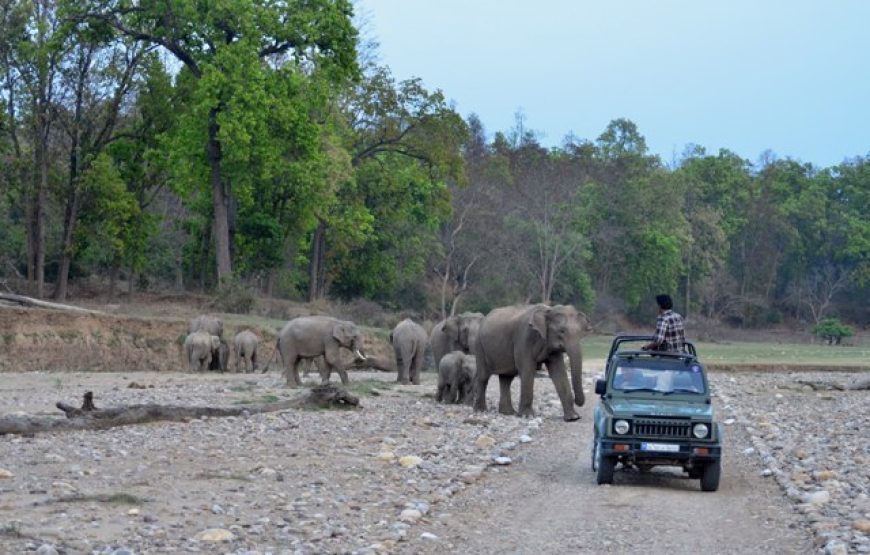 Corbett National Park Jeep Safari (3 Hours)