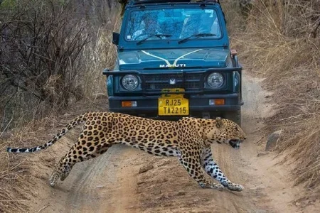 jawai Leopard Safari