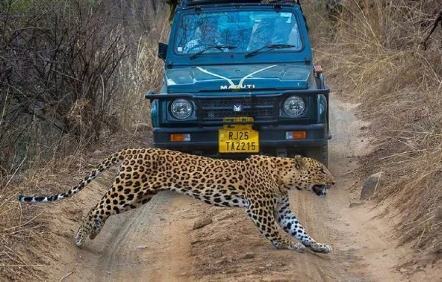 Jawai Leopard Safari