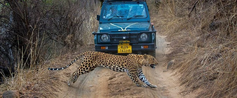 Jawai Leopard Safari Program