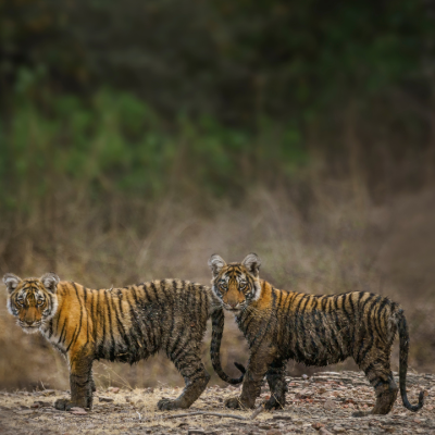 Tadoba Andhari Tiger Reserve