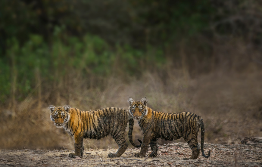 Ranthambore Safari Tour by Jeep