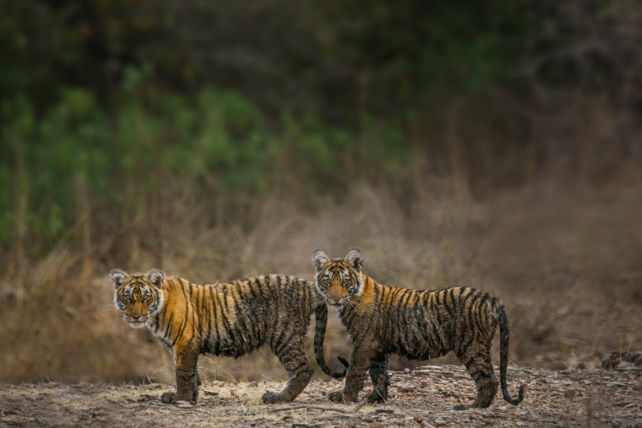 Tadoba Andhari Tiger Reserve