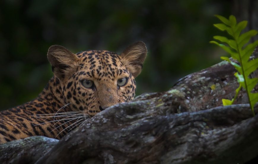 Jawai Leopard Safari