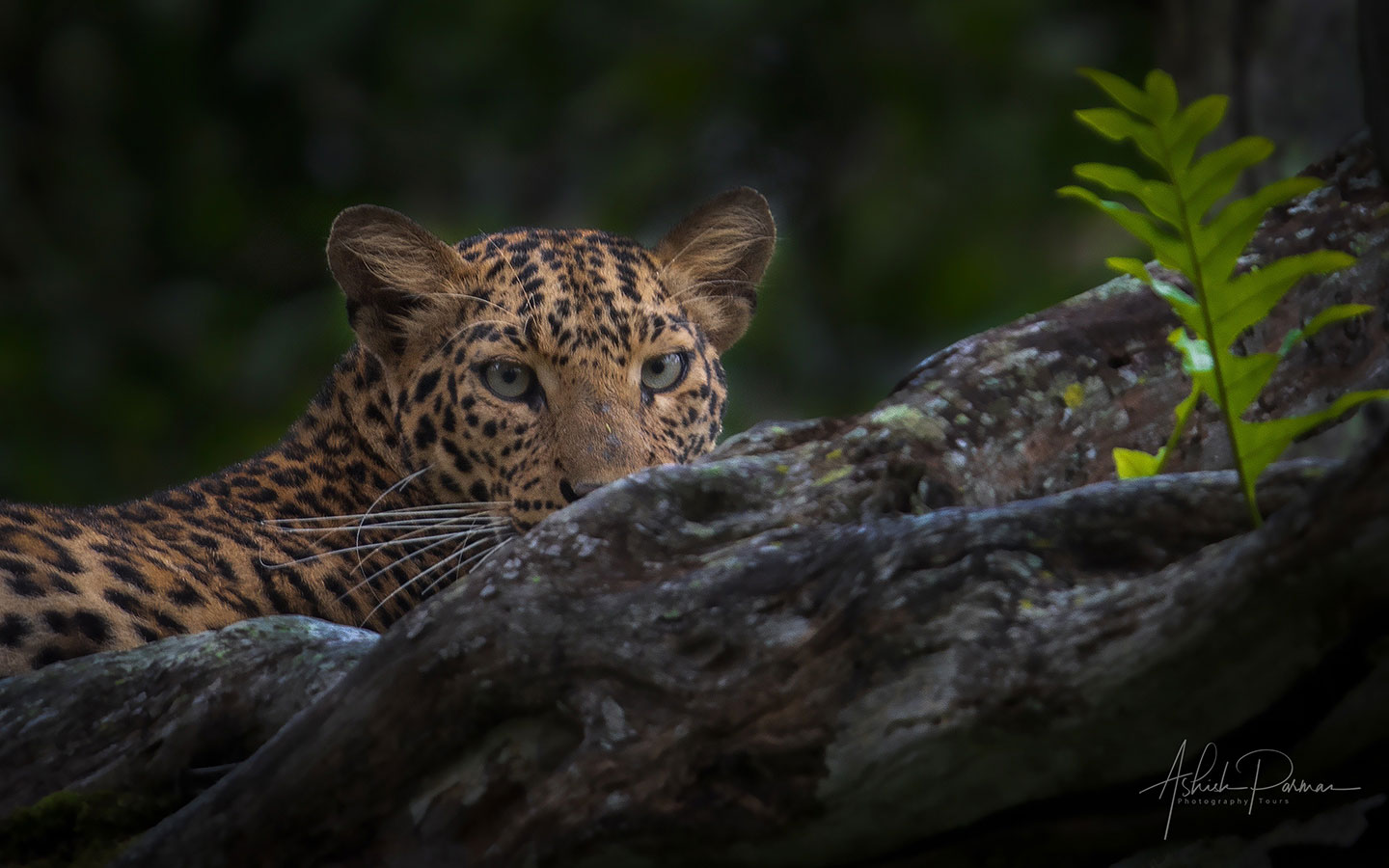 Jhalana Leopard Safari (Private Gypsy)