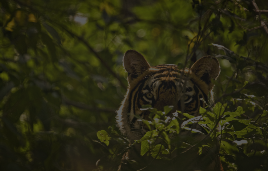 Kumbhalgarh Wildlife Sanctuary Safari