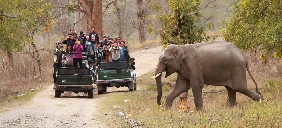 Get Your Jungle Trip