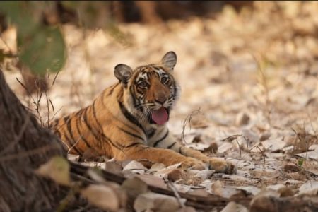 Corbett National Park Jeep Safari (3 Hours)