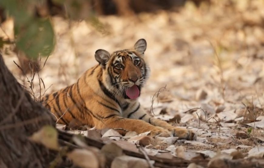 Corbett National Park Jeep Safari (3 Hours)