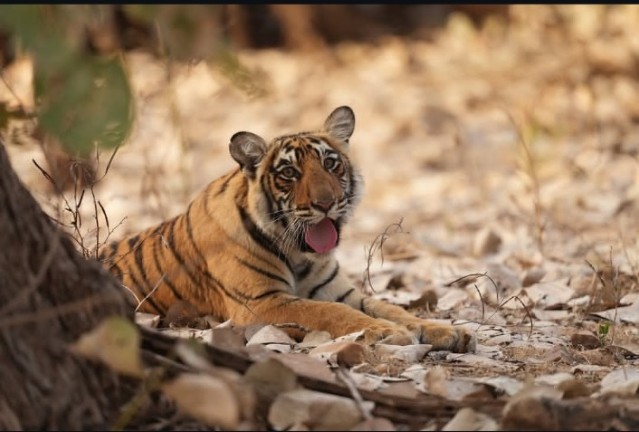 Tour Programme – Jim Corbett Safari