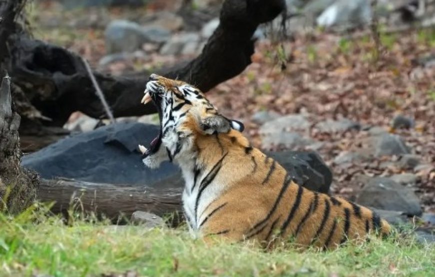 Corbett National Park Jeep Safari (3 Hours)