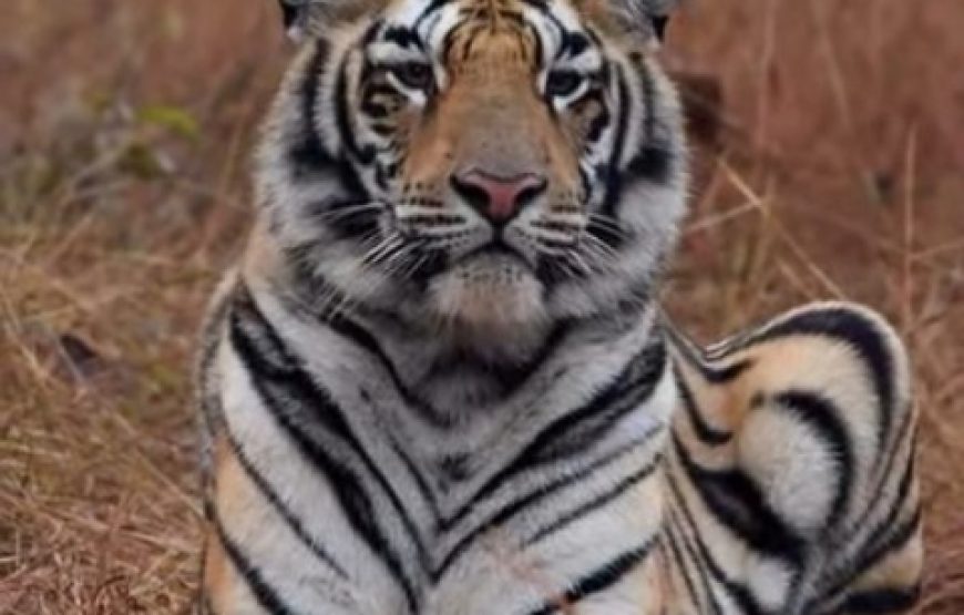 Private Full Day Trip to Ranthambore National Park