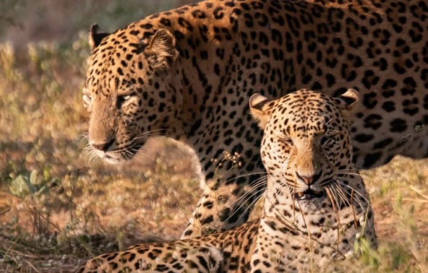 Jawai Leopard Safari